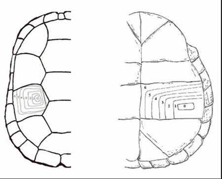 Annuli Diagram