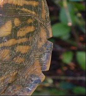 Notching Turtles