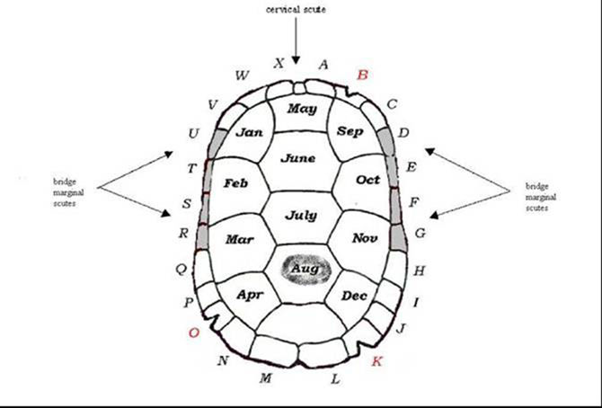 Marking Scheme Diagram