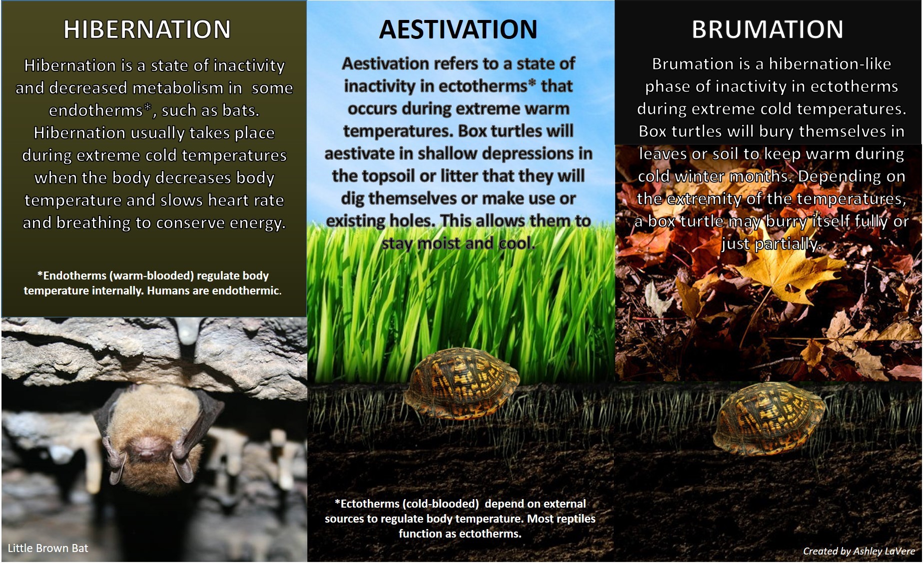 Hibernation, Aestivaton, Brumination