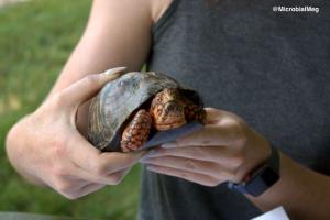 Box turtle