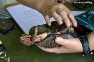 turtle tummy