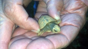 Hatchling-Closeup 