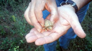 Hatchling 