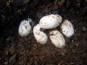 boxturtleeggs 