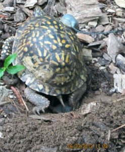 laying-eggs-closeup 