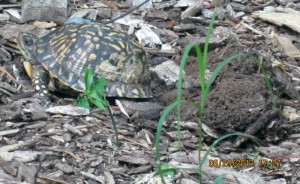 laying-eggs 