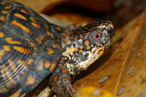 turtle-1 