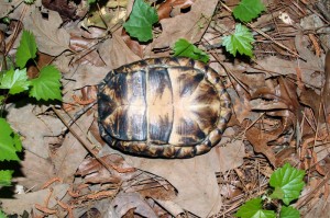 turtle-10    