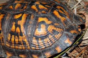 turtle-11    