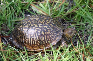 turtle-12    