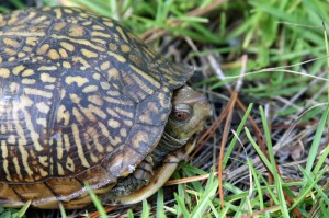 turtle-13    