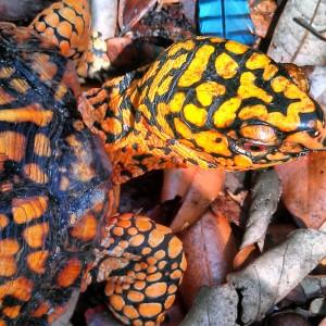 turtle-14    