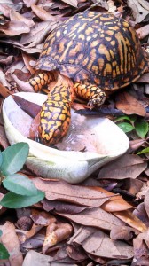 turtle-15    
