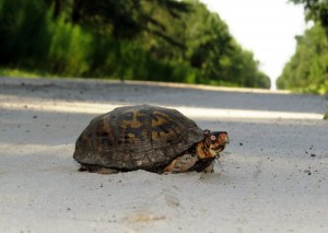 turtle-16    