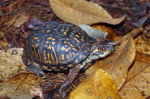 turtle-2 