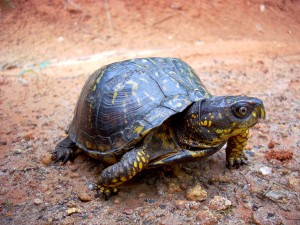 turtle-20    
