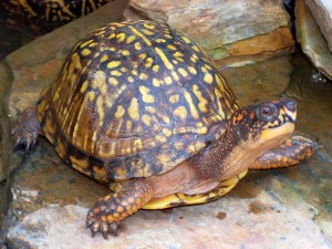 turtle-21    