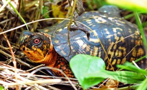 turtle-22    