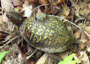 turtle-23    