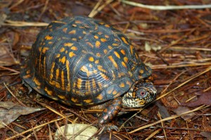 turtle-3 