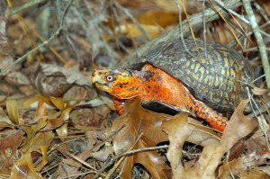 turtle-4 