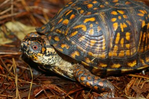 turtle-5 