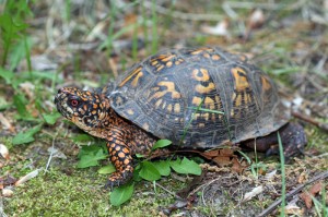 turtle-6    