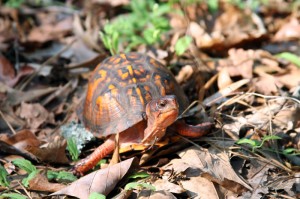 turtle-7    