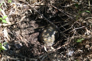 turtle-9    