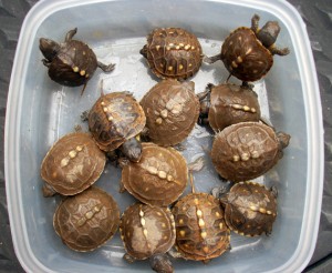 turtlings-19    