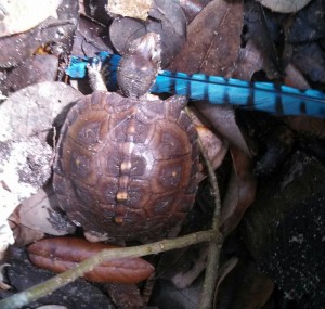 yg-turtle-16    